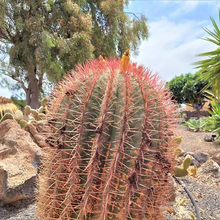 Greengarden Deluxe Lajares By Sea You There Fuerteventura Villa *